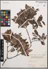 Foto von Salix cinerea L.